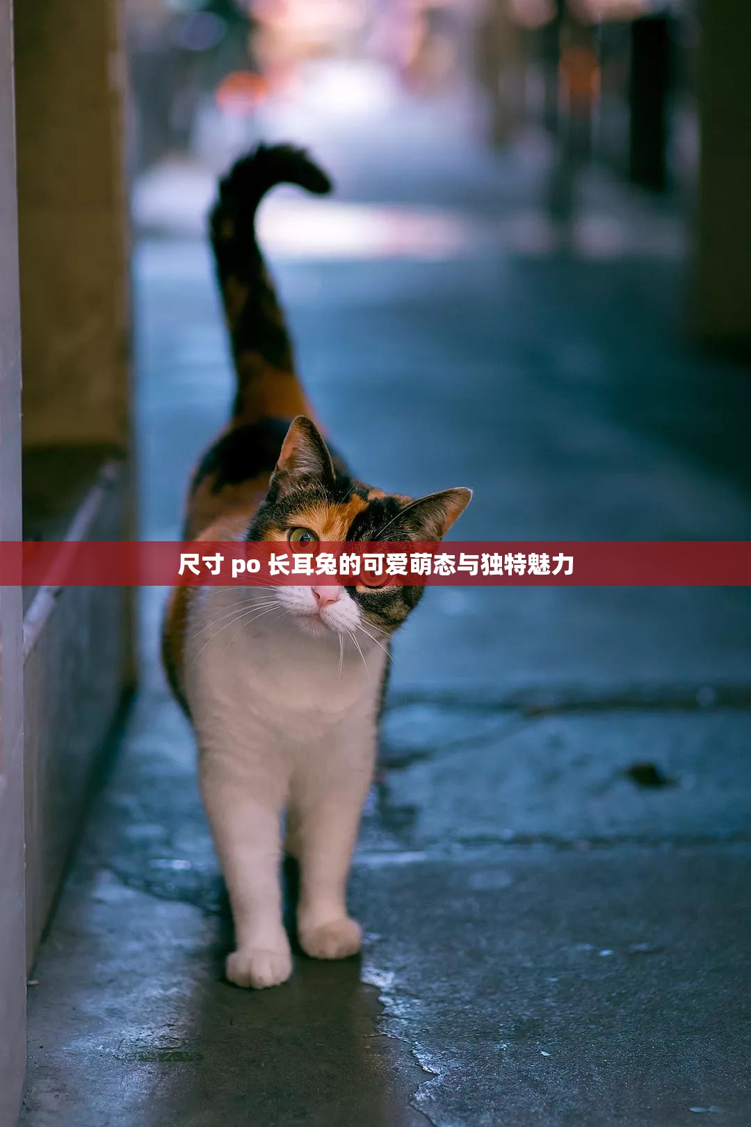 尺寸 po 长耳兔的可爱萌态与独特魅力