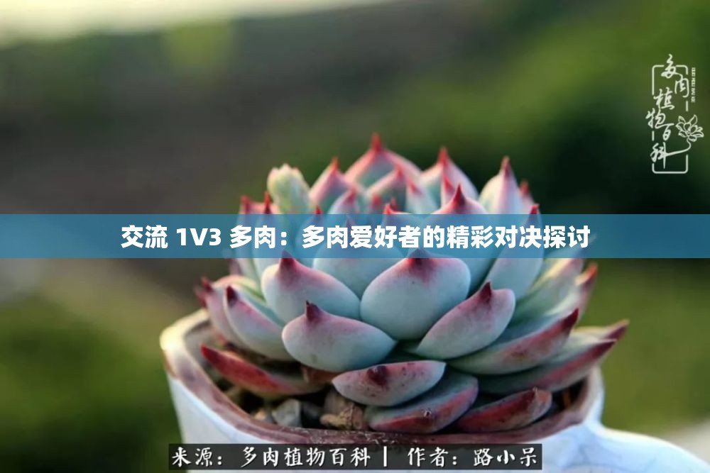 交流 1V3 多肉：多肉爱好者的精彩对决探讨