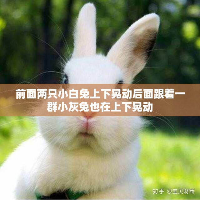前面两只小白兔上下晃动后面跟着一群小灰兔也在上下晃动