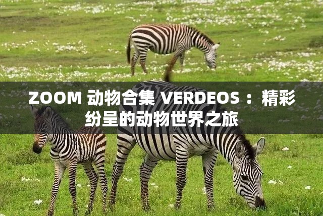 ZOOM 动物合集 VERDEOS ：精彩纷呈的动物世界之旅