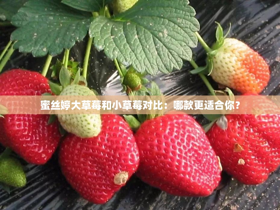 蜜丝婷大草莓和小草莓对比：哪款更适合你？