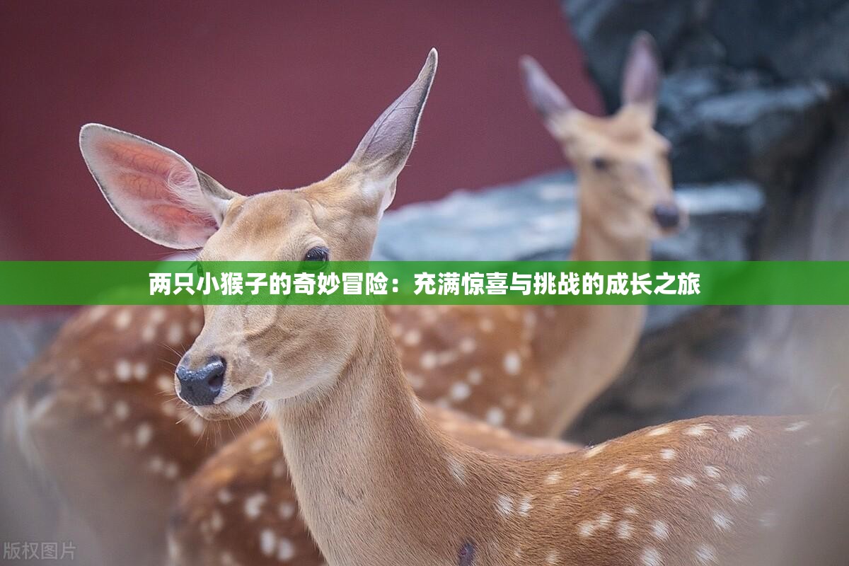 两只小猴子的奇妙冒险：充满惊喜与挑战的成长之旅