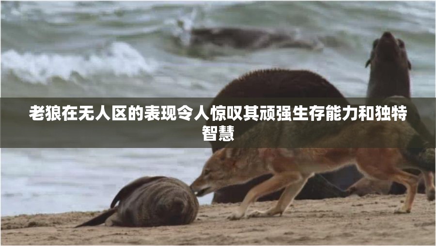 老狼在无人区的表现令人惊叹其顽强生存能力和独特智慧