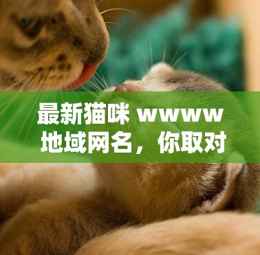 最新猫咪 wwww 地域网名，你取对了吗？