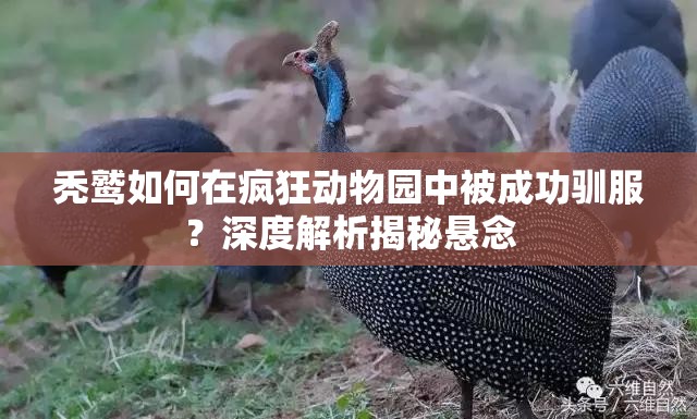 秃鹫如何在疯狂动物园中被成功驯服？深度解析揭秘悬念