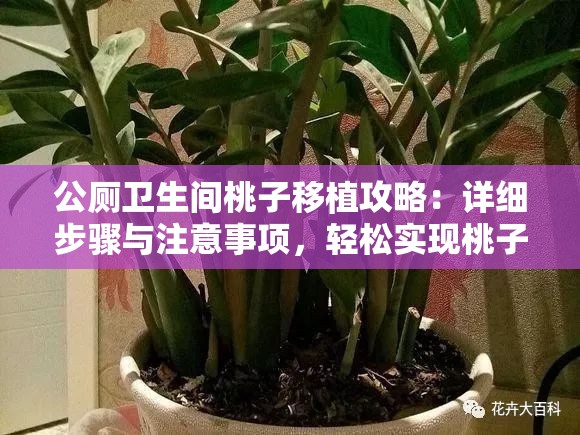 公厕卫生间桃子移植攻略：详细步骤与注意事项，轻松实现桃子健康生长
