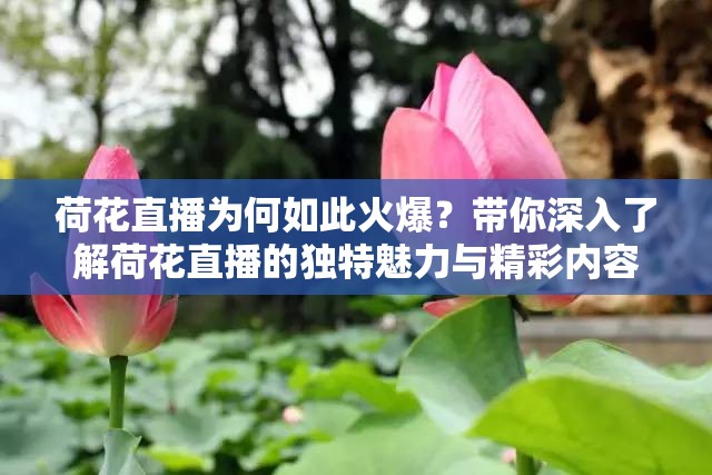 荷花直播为何如此火爆？带你深入了解荷花直播的独特魅力与精彩内容